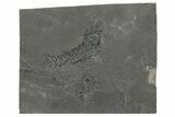 Devonian Acanthodian (Primitive Shark) Fossil (Pos/Neg) - Scotland #204250-4